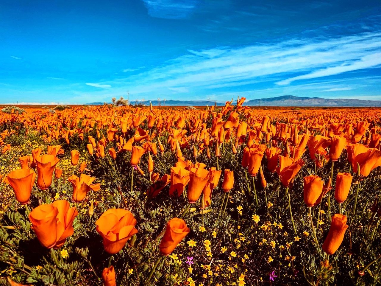 Photo of the poppy reserves at Antelope Canyon